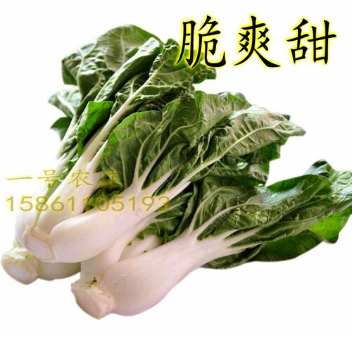 奶白菜种子小白菜青菜黑油菜春季四季蔬菜种籽秋矮脚秋播种孑冬季 - 图2