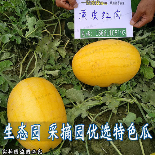 黄皮红肉西瓜种子京欣巨型超大早熟春夏播超甜西瓜种籽四季播种孑 - 图1