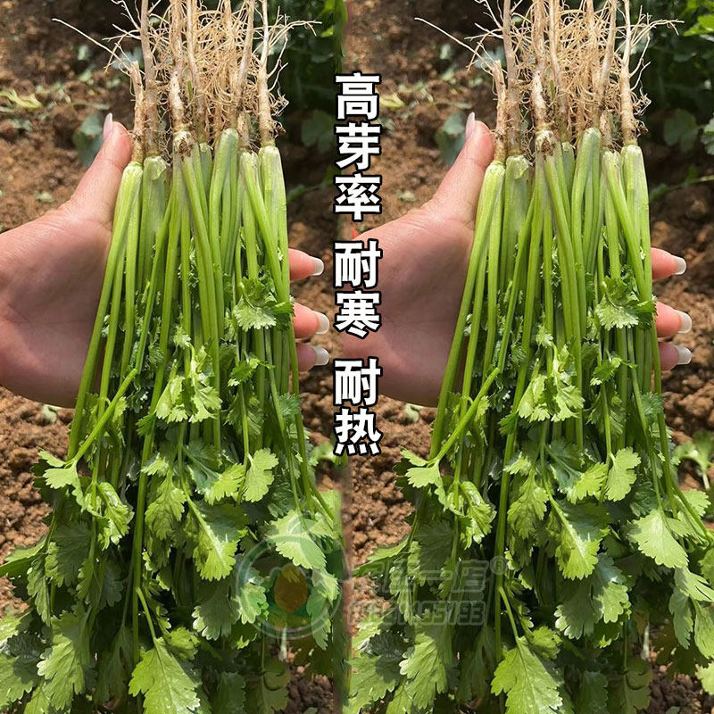 香菜籽种大叶香菜种种子孑四季蔬菜种籽菜种籽盆栽蔬菜种子菜籽,淘宝优惠券,粉丝福利购,淘宝优惠卷