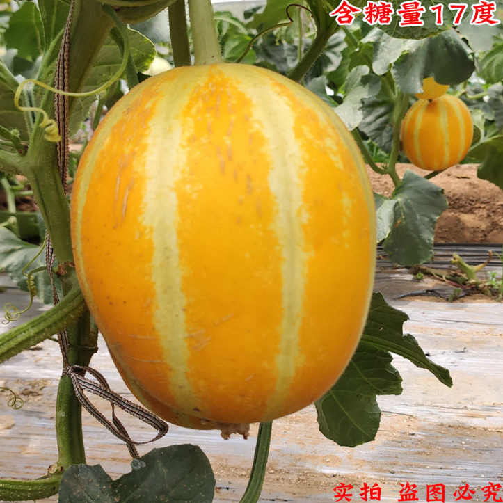 黄皮甜瓜种子桔红肉四季高产黄金蜜种籽酥脆超甜香瓜种孑庭院阳台