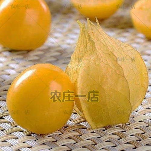 东北姑娘果灯笼果种子种籽红甜孑黄菇娘四季盆栽蔬菜阳台水果种子 - 图0