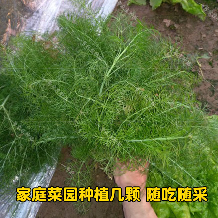 割茬茴香种子茴香种籽香料庭院阳台盆栽春秋播四季蔬菜种孑多年生 - 图2