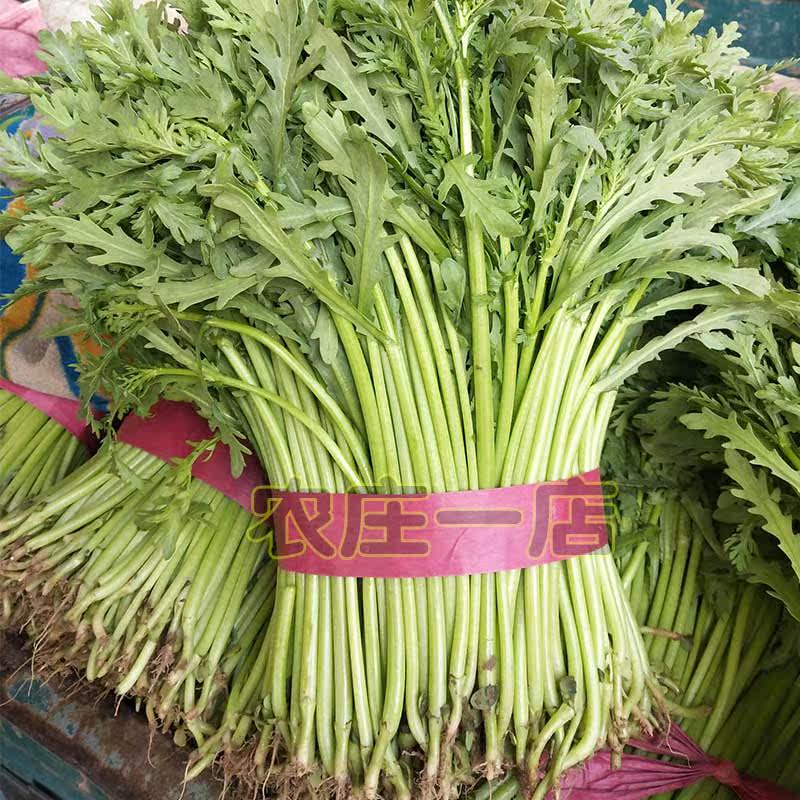 小叶茼蒿种子光杆皇帝菜种孑菊花春夏秋冬四季播盆栽阳台蔬菜种籽