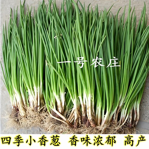葱种四季小香葱种籽孑红分大葱种子籽头植苗盆栽蔬菜冬季农家阳台 - 图0