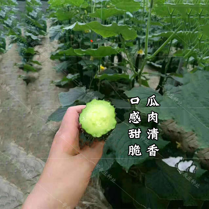 夏青黄瓜种子新津研四号高产长春秋种籽菜农基地专用水果蔬菜种孑 - 图1