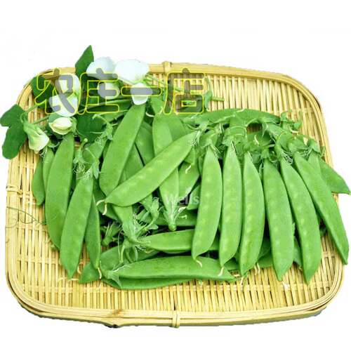 荷兰豆种子大软荚高产春秋种籽菜种孑秋冬季种植豌豆角春四季蔬菜 - 图1