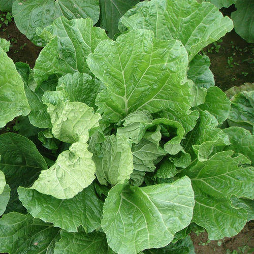 包心青菜种籽宽帮泡青菜四川芥菜酸菜春夏秋冬四季播蔬菜种子孑 - 图0