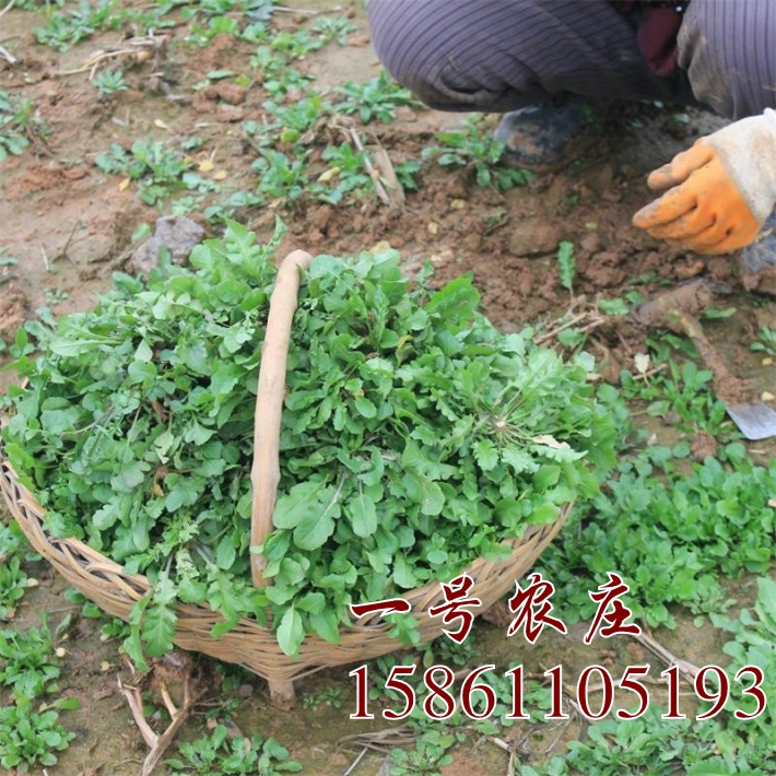 荠菜种子大全四季大叶荠荠菜春野菜种籽春秋冬季盆栽蔬菜青菜种孑-图0