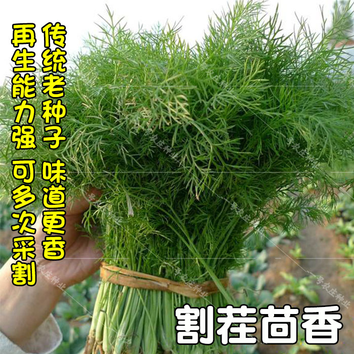 割茬茴香种子茴香种籽香料庭院阳台盆栽春秋播四季蔬菜种孑多年生 - 图1