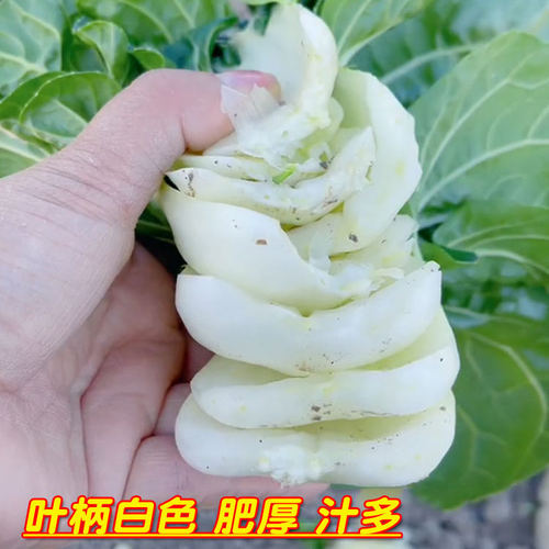奶白菜种子小白菜青菜黑油菜春季四季蔬菜种籽秋矮脚秋播种孑冬季 - 图1