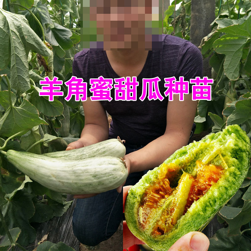 西瓜苗羊角蜜瓜黄瓜水果香瓜草莓番茄西红柿苗秧丝瓜南方瓜苗秧苗 - 图0