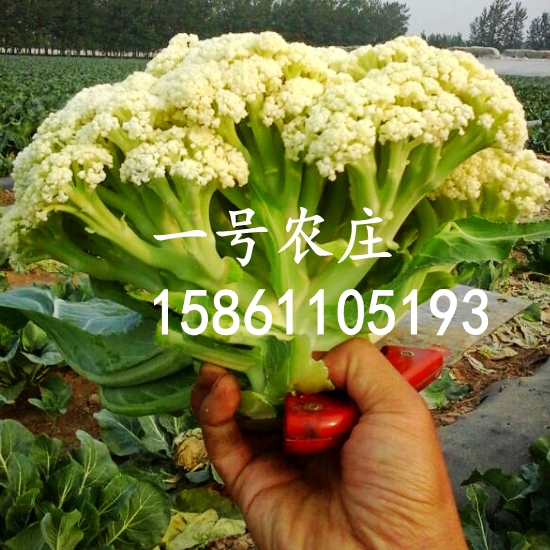 松花菜种子台湾有机花菜种籽散青梗花椰菜春秋季高产杂交蔬菜种孑 一号农庄种业 淘优券 松花菜种子台湾有机花菜种籽散青梗花椰菜春秋季高产杂交蔬菜种孑 一号农庄种业 淘优券