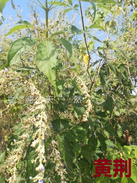 新鲜黄荆条二斤野生五指柑棍子布荆牡荆树枝棒中草药包邮可煅荆沥 - 图0