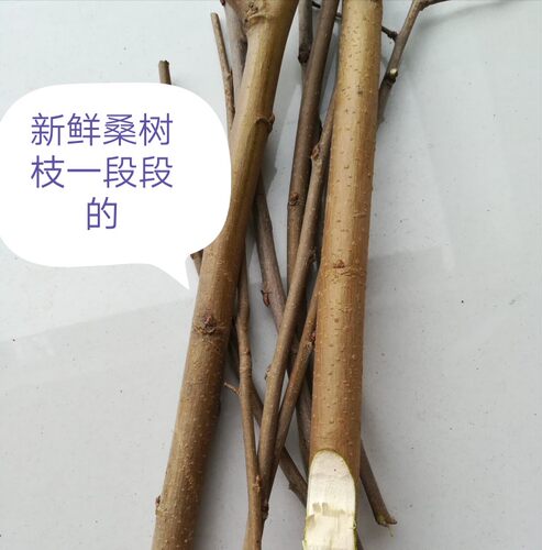 新鲜桑树枝  桑枝棒桑棍子中药材 500克下单上山采包邮 - 图0