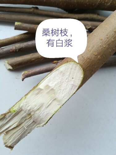 新鲜桑树枝  桑枝棒桑棍子中药材 500克下单上山采包邮 - 图1