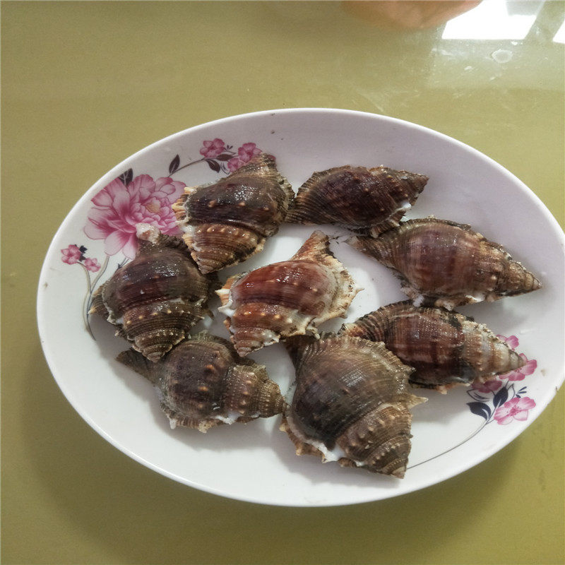 福建海鲜新鲜野生海螺特大鲜活500g贝壳水产新鲜螺类鸡母螺花螺
