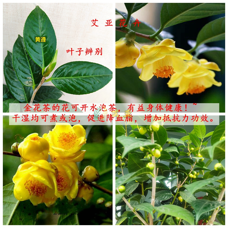 防城金花茶树苗泡茶黄遵金茶花花草室内盆栽四季阳台花卉好养-图2