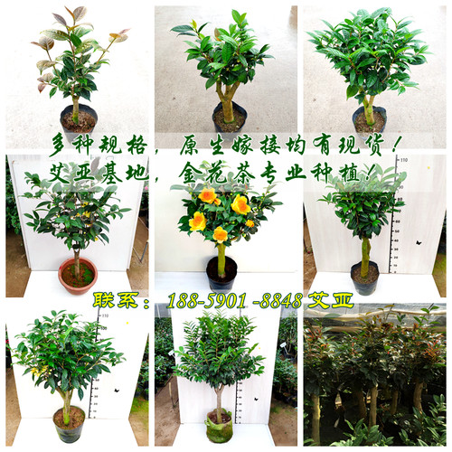 金茶花盆栽树苗室内盆栽花卉庭院老桩大棵金花茶金黄色花盆景精选 - 图0