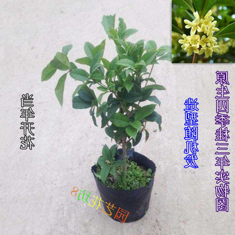 四季桂花苗金桂花苗日香桂花苗 桂花树苗丹桂红桂花 盆栽庭院种植 - 图0