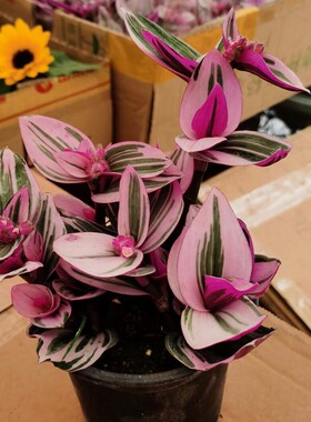 胭脂云多肉绿植物油画婚礼吊兰紫露草锦室内桌面盆栽垂吊观叶花卉