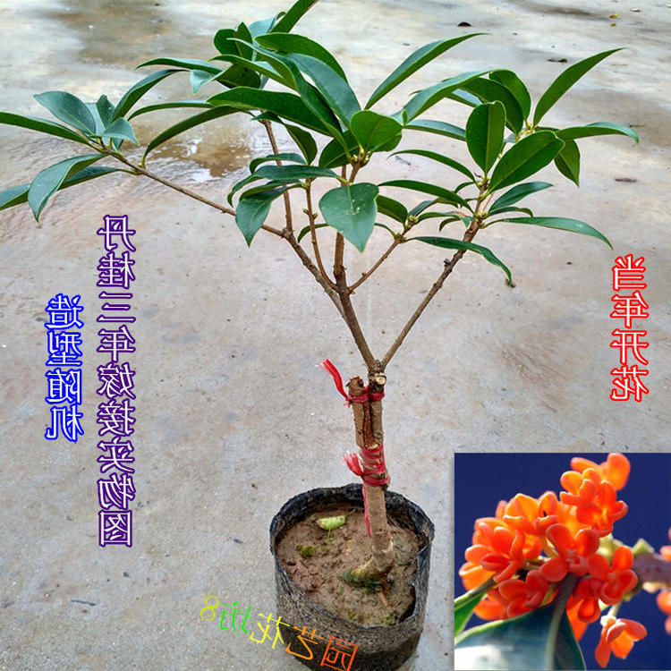 四季桂花苗金桂花苗日香桂花苗 桂花树苗丹桂红桂花 盆栽庭院种植 - 图1