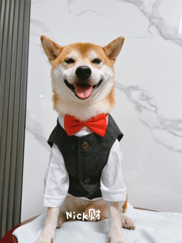 Nick财网红柴犬博美雪拉瑞中小型犬领结宠物西装礼服外套狗狗衣服 - 图2
