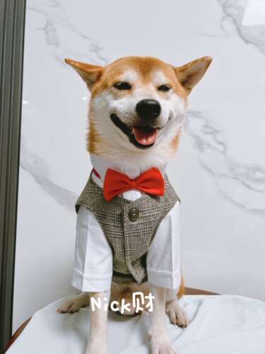 Nick财网红柴犬博美雪拉瑞中小型犬领结宠物西装礼服外套狗狗衣服 - 图1