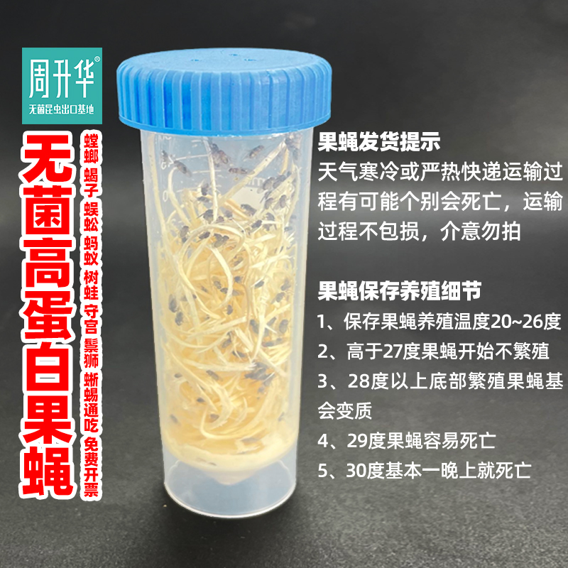 无菌活虫果蝇杯残翅昆虫跳蛛螳螂爬宠树蛙守宫蚂蚁饲料幼体培养基-图2