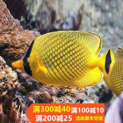 三间火箭黄火箭黄网鲽黄金鲽鱼海水鱼活体珊瑚海水缸较难养小丑鱼,淘宝优惠券,粉丝福利购,淘宝优惠卷