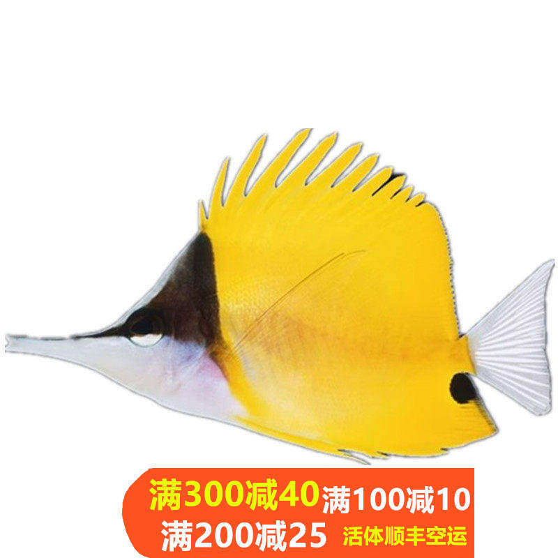 三间火箭黄火箭黄网鲽黄金鲽鱼海水鱼活体珊瑚海水缸较难养小丑鱼,淘宝优惠券,粉丝福利购,淘宝优惠卷