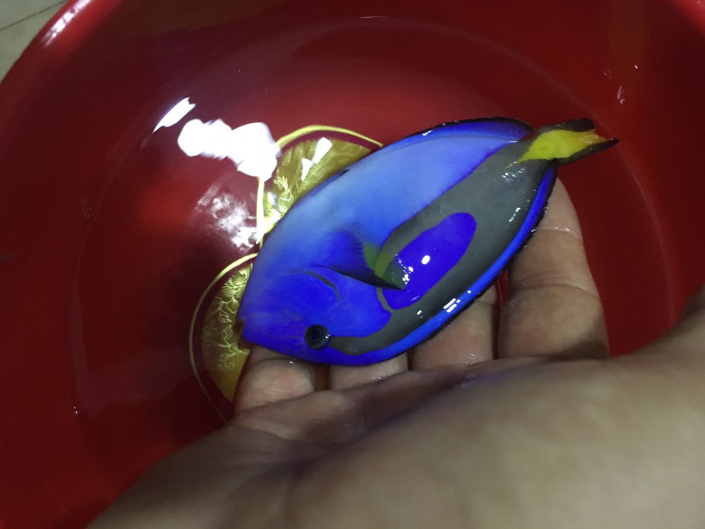 顺丰包活水族宠物印尼蓝倒吊海水鱼蓝吊三角吊尼莫蓝吊海水鱼-图2