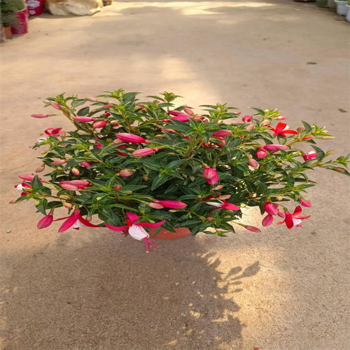 灯笼花倒挂金钟盆栽带花苞四季开花室内阳台重瓣大花老桩好养易活 - 图2