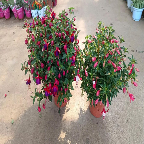 灯笼花倒挂金钟盆栽带花苞四季开花室内阳台重瓣大花老桩好养易活 - 图1