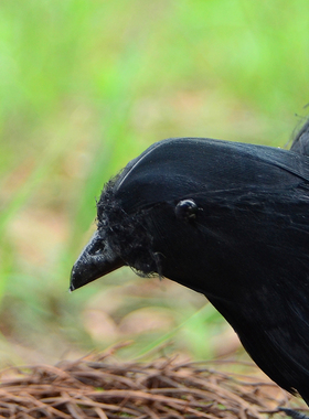 翼多美羽毛装饰万圣节纯手工