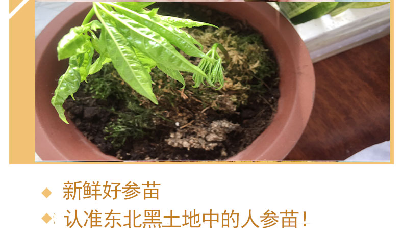 【让利提人气】长白山人参苗盆栽东北特产种植正宗带土活新鲜院子 - 图2