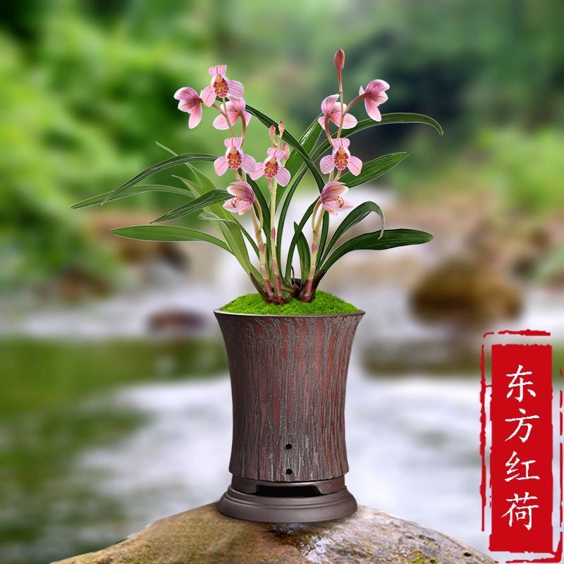 名贵兰花苗建兰四季兰东方红荷浓香好养兰花室内阳台客厅