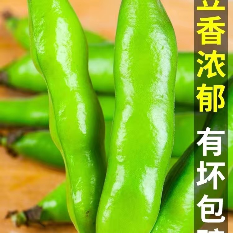 新鲜现摘带壳蚕豆农家本地胡豆佛青豆鲜嫩罗汉豆兰花豆荚应季蔬菜 - 图1