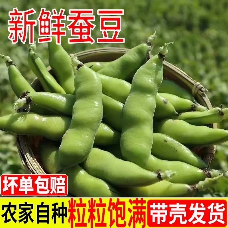 新鲜现摘带壳蚕豆农家本地胡豆佛青豆鲜嫩罗汉豆兰花豆荚应季蔬菜 - 图0