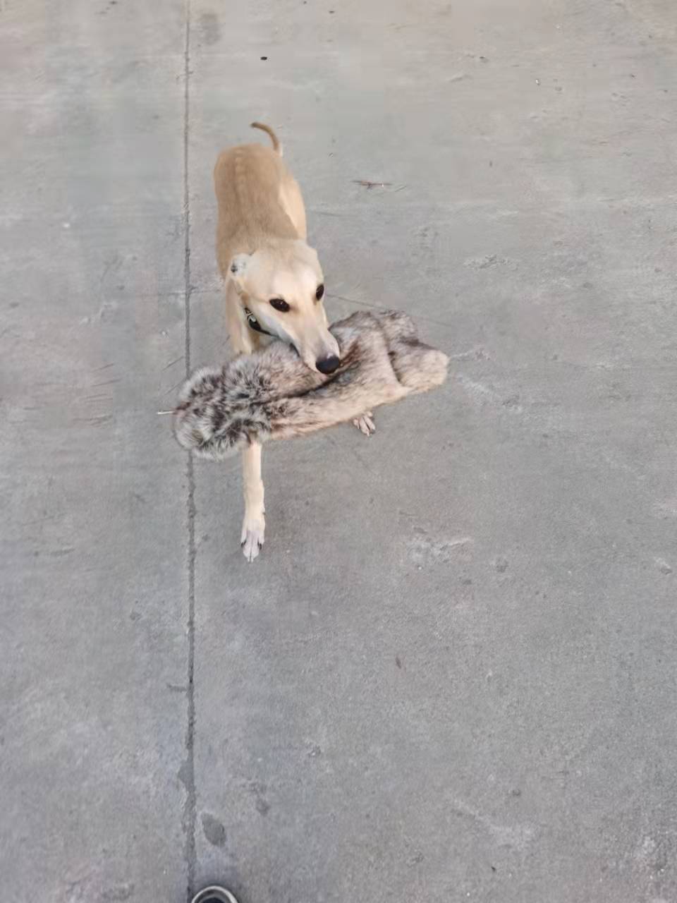 训狗训犬神器仿真兔玩具练狗假猎物PP哨兔皮训练格力格慧细犬神器 - 图2