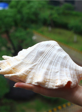 包邮天然海螺贝壳珊瑚七角螺大笔架螺地中海家居鱼缸水族装饰拍摄