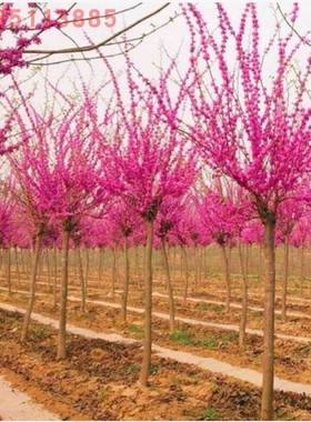 紫荆花树苗四季室外庭院开花紫荆树苗耐寒绿化工程苗南北方种植