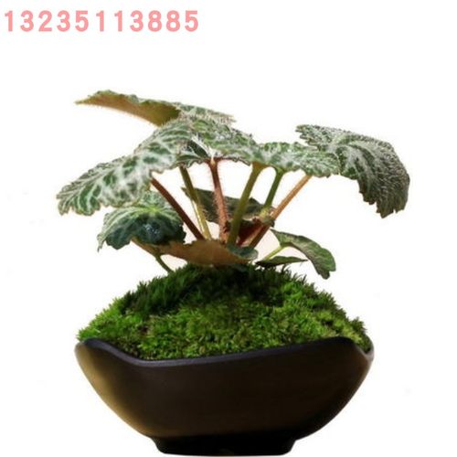 盆栽虎耳草猫耳朵老虎耳盆景植物金丝荷叶假山造景植物园艺植物 - 图0