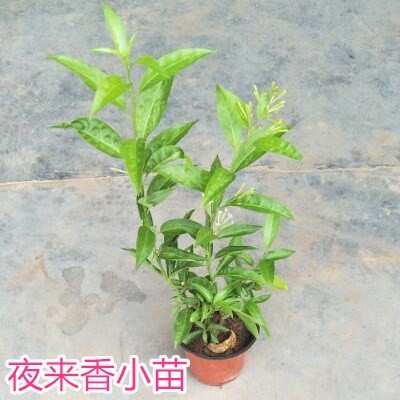 夜来香九里香盆栽室内四季开花植物树苗夏季驱蚊香草净化空气包邮-图1