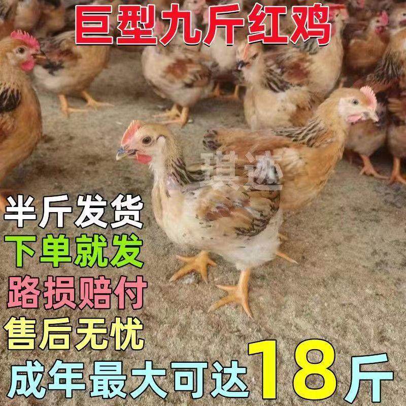 半大正宗k9鸡大型肉鸡九斤红活鸡鸡线散养土鸡苗下蛋脱温鸡苗宠物,淘宝优惠券,粉丝福利购,淘宝优惠卷
