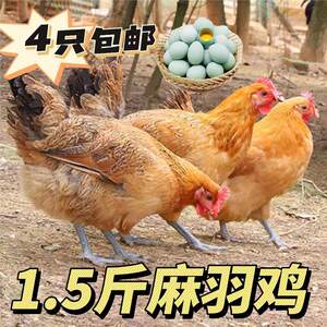 1.5斤纯种麻羽绿壳蛋鸡苗产蛋王散养清远鸡青年鸡苗蛋黄土鸡宠物