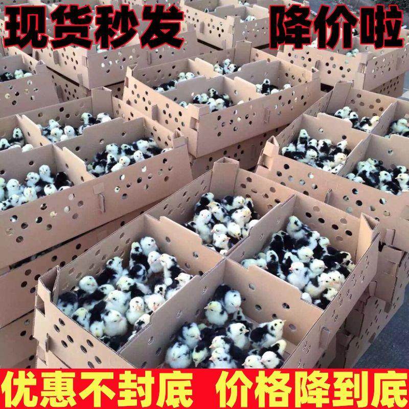 【现货】鸡苗小鸡活鸡青脚麻鸡土鸡三黄鸡五黑鸡蛋鸡幼苗宠物,淘宝优惠券,粉丝福利购,淘宝优惠卷