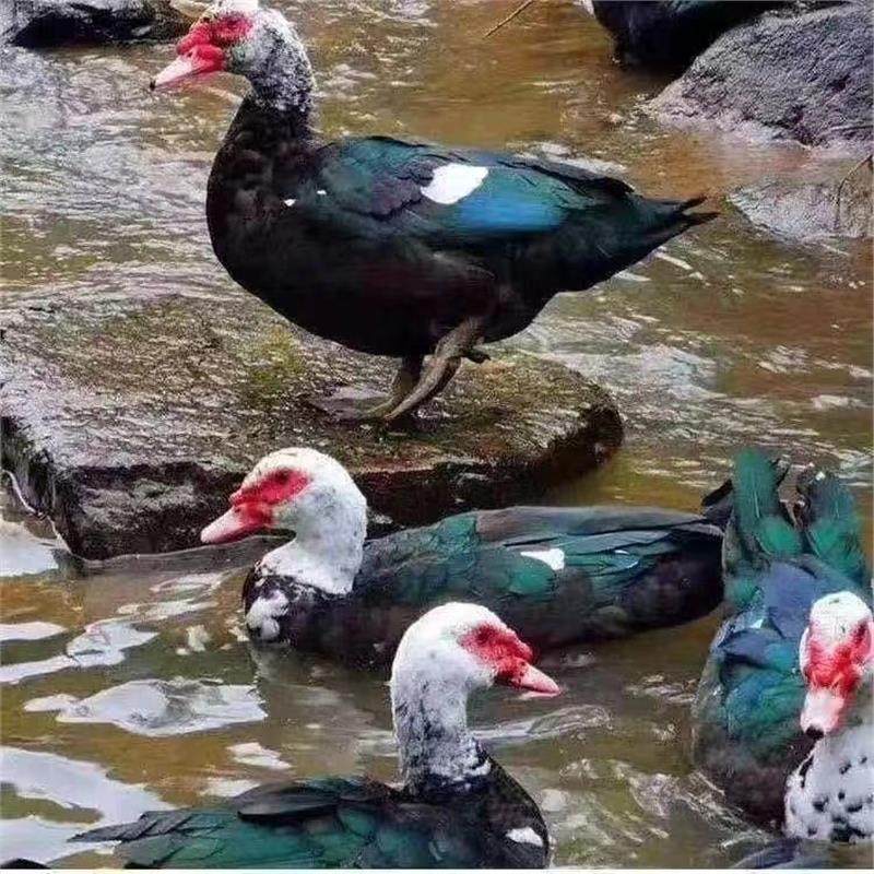 黑番鸭纯种红脸西洋鸭旱鸭子火鸭鸳鸯鸭非洲雁鸭便宜旱养活苗宠物,淘宝优惠券,粉丝福利购,淘宝优惠卷