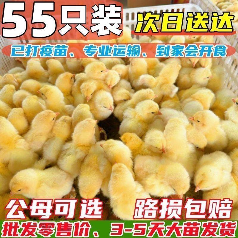 现货苗正宗土鸡苗三黄鸡五黑鸡麻鸡草鸡笨鸡下蛋鸡活苗宠物,淘宝优惠券,粉丝福利购,淘宝优惠卷