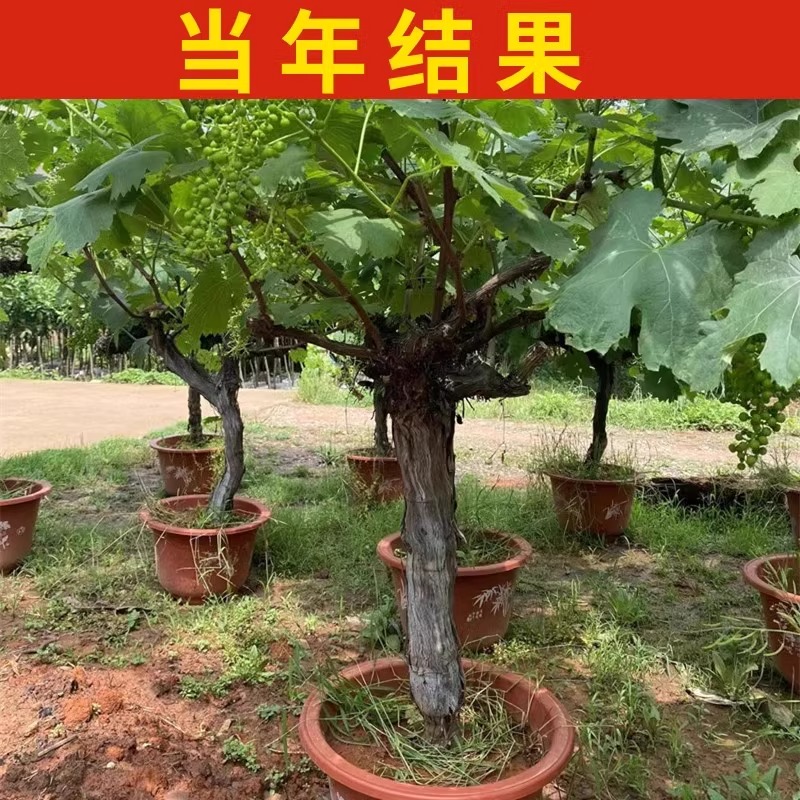 巨峰葡萄苖阳光玫瑰蓝宝石葡萄树苗无籽南方北方种植盆栽庭院爬藤 - 图0