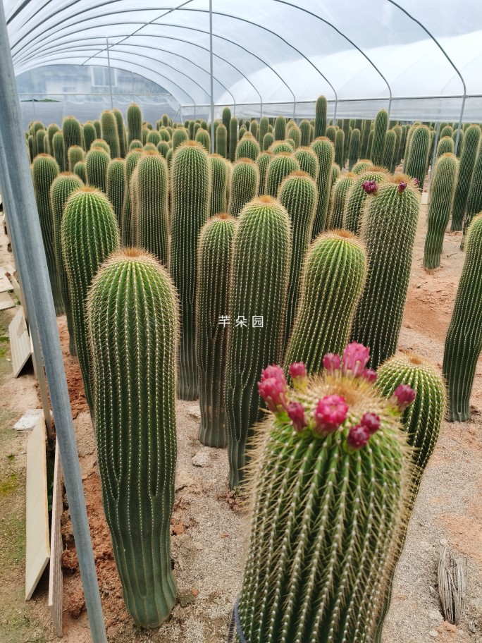 大凤龙仙人柱主景树植物大型仙人掌北欧风带侧芽耐旱净化空气-图0